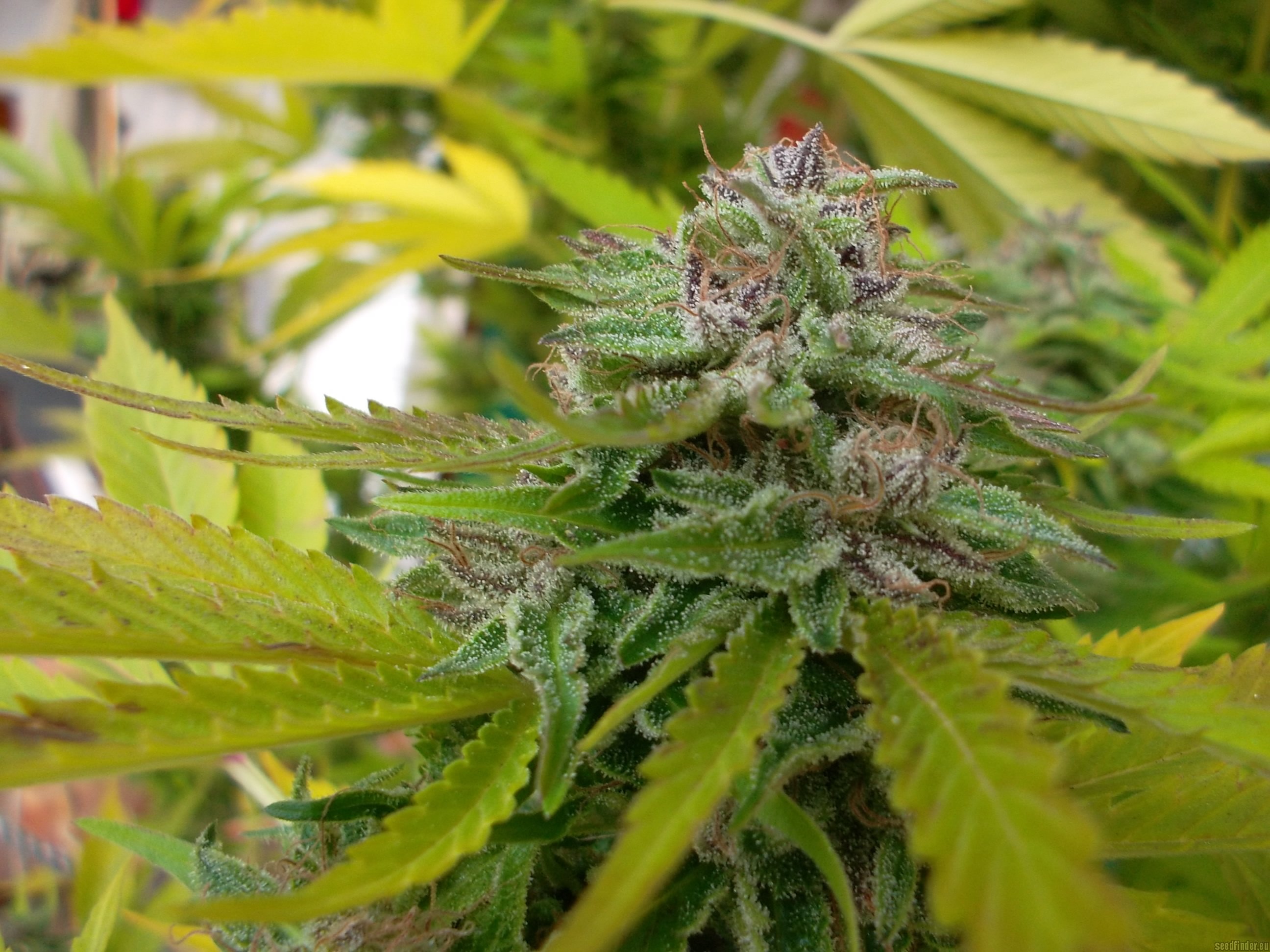 Sticky Fingers flowering cannabis, as labeled by the cited photo source