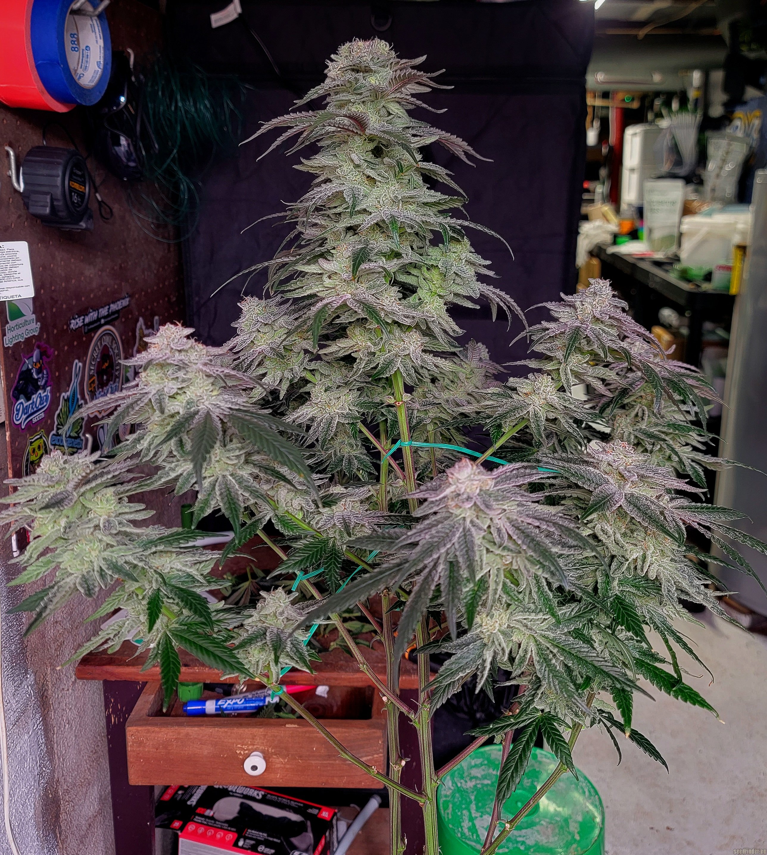 Amoretto Sour flowering cannabis, as labeled by the cited photo source