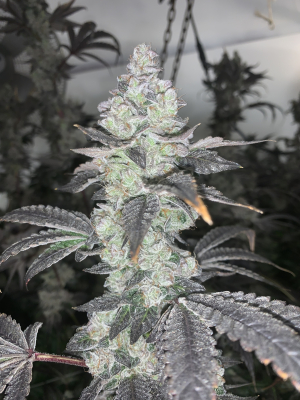 Animal Face: strain page photo, credit seedfinder.eu, copyright status shown with credit copyright unverified