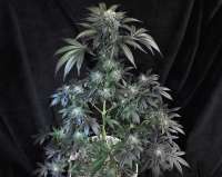 Banana Cooler archive 3