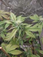 Ice Cream Cake archive 4