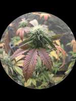 Ice Cream Cake archive 5