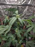 Ice Cream Cake archive 3