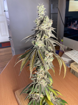 Kush Mints: strain page photo, credit seedfinder.eu, copyright status shown with credit copyright unverified