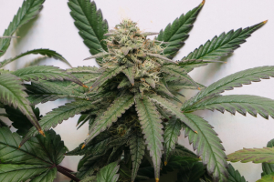 LA Kush Cake: strain page photo, credit seedfinder.eu, copyright status shown with credit copyright unverified