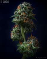 An image of LA Kush Cake