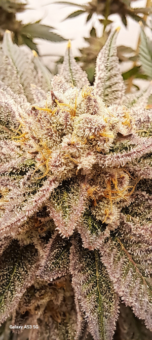 An image of Pineapple Fruz