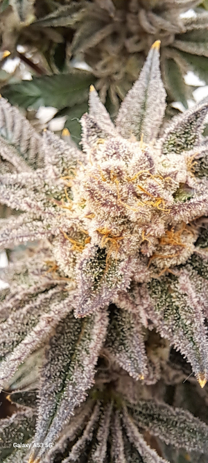 An image of Pineapple Fruz