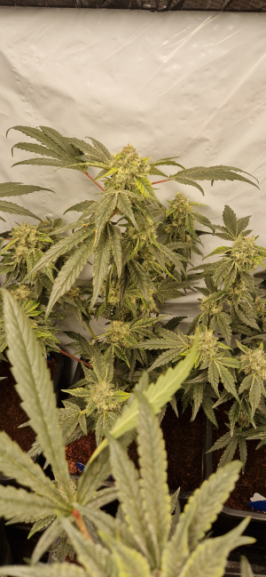 An image of Pineapple Fruz