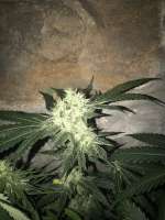 Wedding Cake archive 4