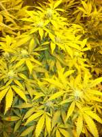 An image of Jack Widow