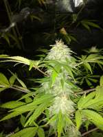An image of Jack Widow