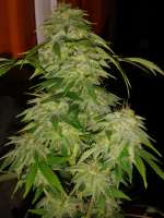 An image of Jack Widow