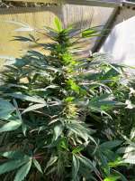 African Buzz archive 4