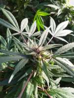 African Buzz archive 5