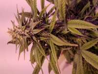 African Buzz archive 2