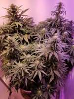 African Buzz archive 3