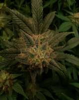 Alaskan Purple archive 2