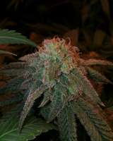 Alaskan Purple archive 4