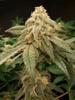 Alaskan Purple archive 3