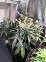 Auto Blue Cush archive 0