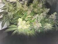 Auto Blue Cush archive 1