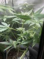 Auto Sour Diesel Haze archive 1