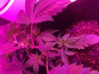 Badazz Cookies OG archive 2