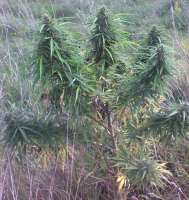 An image of Big Nugs FAST