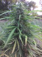 An image of Big Nugs FAST