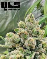 Blueberry: strain page photo, credit seedfinder.eu, copyright status shown with credit copyright unverified