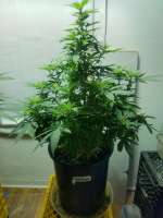 An image of Bubba Kush
