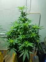 An image of Bubba Kush