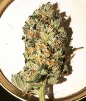 An image of Bubba Kush