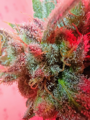 An image of Bubba Kush