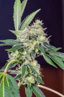 California Orange: strain page photo, credit seedfinder.eu, copyright status shown with credit copyright unverified