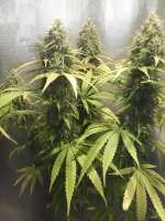An image of Doctor Seedsman CBD 30:1