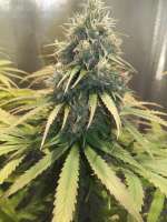 An image of Doctor Seedsman CBD 30:1