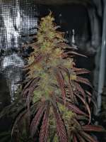 An image of Doctor Seedsman CBD 30:1