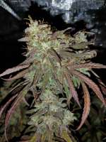 An image of Doctor Seedsman CBD 30:1