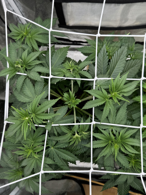 An image of Fuel D.OG