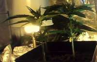 Hash Passion archive 3