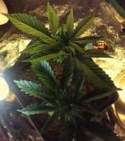 Hash Passion archive 2