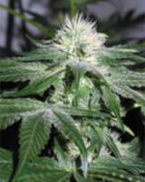 Hash Passion archive 5