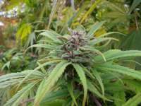 An image of Skunk Haze