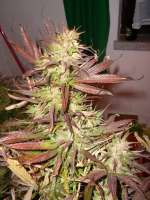 An image of Skunk Haze