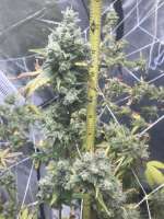 An image of The White OG