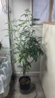 An image of The White OG