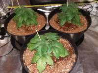 An image of White Widow