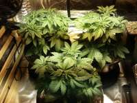 An image of White Widow